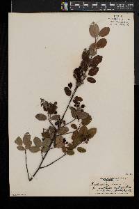 Amelanchier laevis image