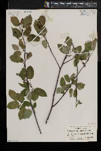 Amelanchier laevis image