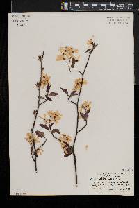 Amelanchier laevis image