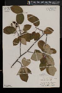 Amelanchier laevis image