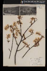 Amelanchier laevis image