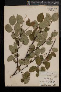 Amelanchier laevis image