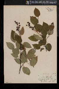 Amelanchier laevis image