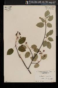 Amelanchier laevis image