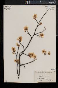 Amelanchier laevis image