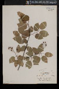 Amelanchier laevis image