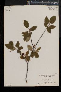 Amelanchier laevis image