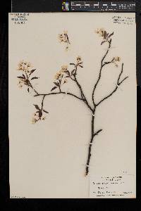 Amelanchier laevis image