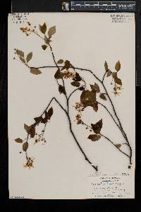 Amelanchier laevis image