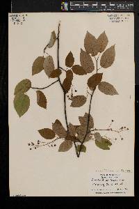 Amelanchier laevis image