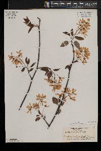 Amelanchier laevis image