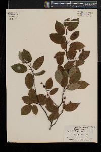 Amelanchier laevis image