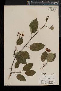 Amelanchier laevis image