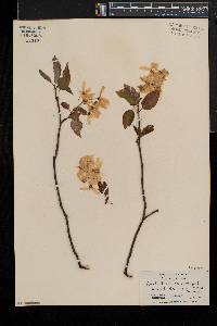 Amelanchier laevis image