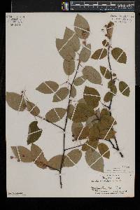 Amelanchier laevis image