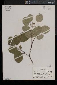 Amelanchier sanguinea image