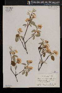 Amelanchier sanguinea image