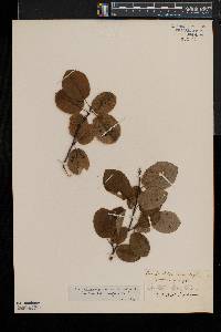 Amelanchier sanguinea image