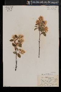 Amelanchier spicata image