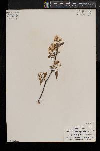 Amelanchier spicata image