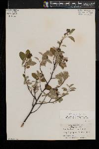 Amelanchier spicata image