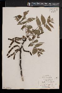 Juglans cinerea image