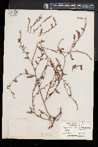 Polygonum aviculare var. buxiforme image