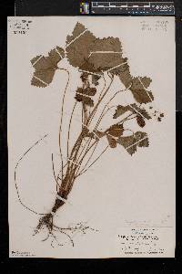 Fragaria vesca subsp. vesca image