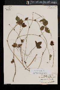 Potentilla indica image