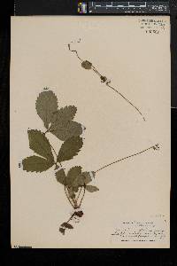 Fragaria virginiana subsp. virginiana image