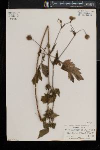 Geum aleppicum image