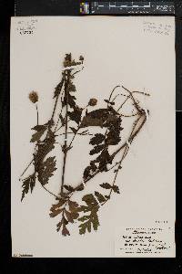 Geum aleppicum image