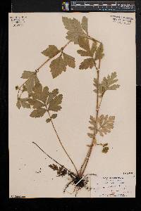 Geum laciniatum var. laciniatum image