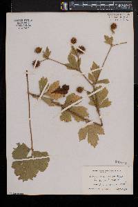 Geum laciniatum var. laciniatum image