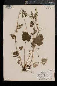 Geum vernum image