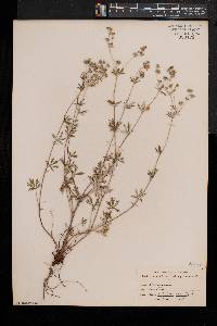 Potentilla argentea image