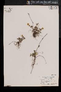 Potentilla canadensis image