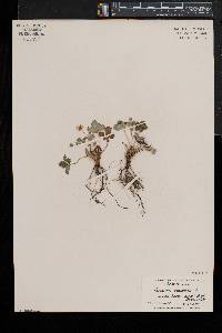 Potentilla canadensis var. canadensis image