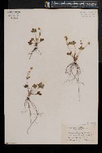 Potentilla canadensis var. canadensis image