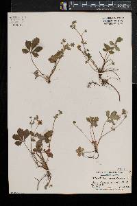 Potentilla canadensis image