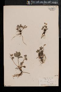 Potentilla canadensis image