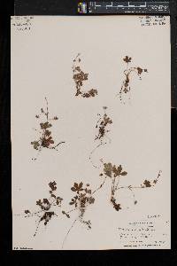 Potentilla canadensis image