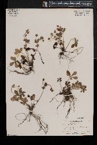 Potentilla canadensis var. canadensis image