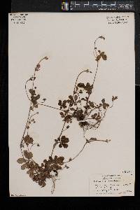 Potentilla canadensis image