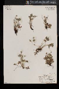 Potentilla canadensis image