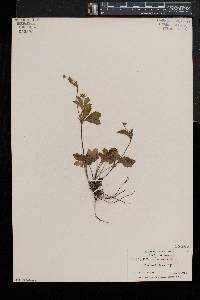 Potentilla canadensis var. canadensis image