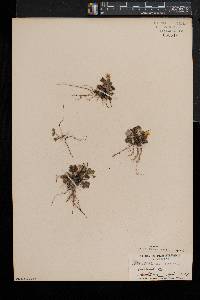 Potentilla canadensis image