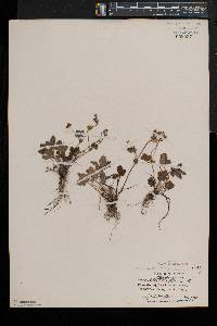 Potentilla canadensis image