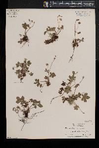 Potentilla canadensis var. canadensis image