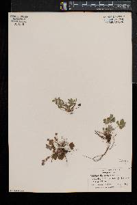 Potentilla canadensis var. canadensis image